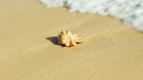 A shell lying on a sandy beach is washed by coastal waves. Marine life. Stock Footage 323961937