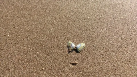 Shell is lying on the wet sand at the beach and the wave is washing it away Stock Footage 80356480