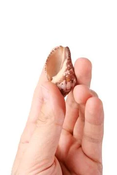Shell in a man hand. Stock Photos