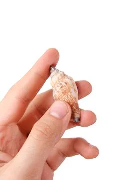 Shell in a man hand. Stock-Fotos