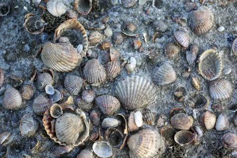 Shell mixed with sand and salt. Stock Photos