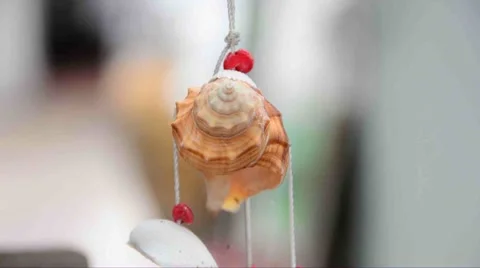 Shell mobile hanging on tree Stock Footage 42382346