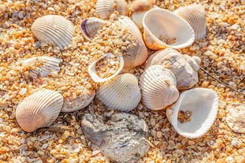 Shell molluscs on the beach 库存照片