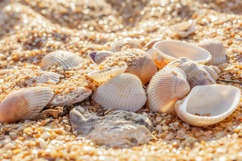Shell molluscs in the sand 库存照片