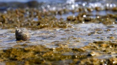 The shell moves ashore 2 스톡 동영상 129199941