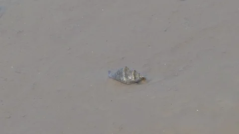 Shell on mud. Video stock 116840473