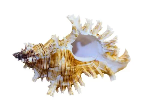 Shell of Murex Saulii or Chicoreus Saulii Stock Photos