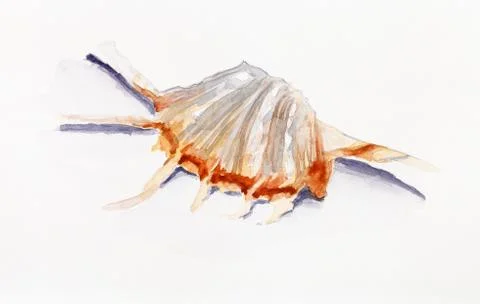 Shell of murex snail hand painted by watercolours Stock Illustration