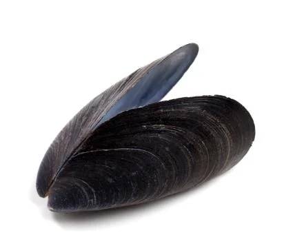 Shell of mussel isolated on white background Stock Photos