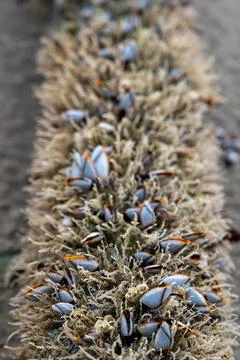The shell named goose barnacles or gooseneck barnacle Lepas anserifera Linnea Stock Photos