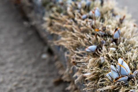 The shell named goose barnacles or gooseneck barnacle Lepas anserifera Linnea Stock-Fotos