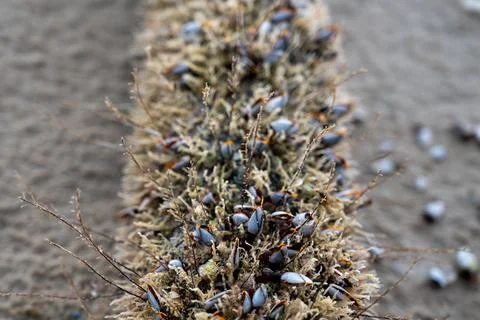 The shell named goose barnacles or gooseneck barnacle Lepas anserifera Linnea Stock Photos
