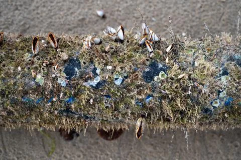The shell named goose barnacles or gooseneck barnacle Lepas anserifera Linnea Stock Photos