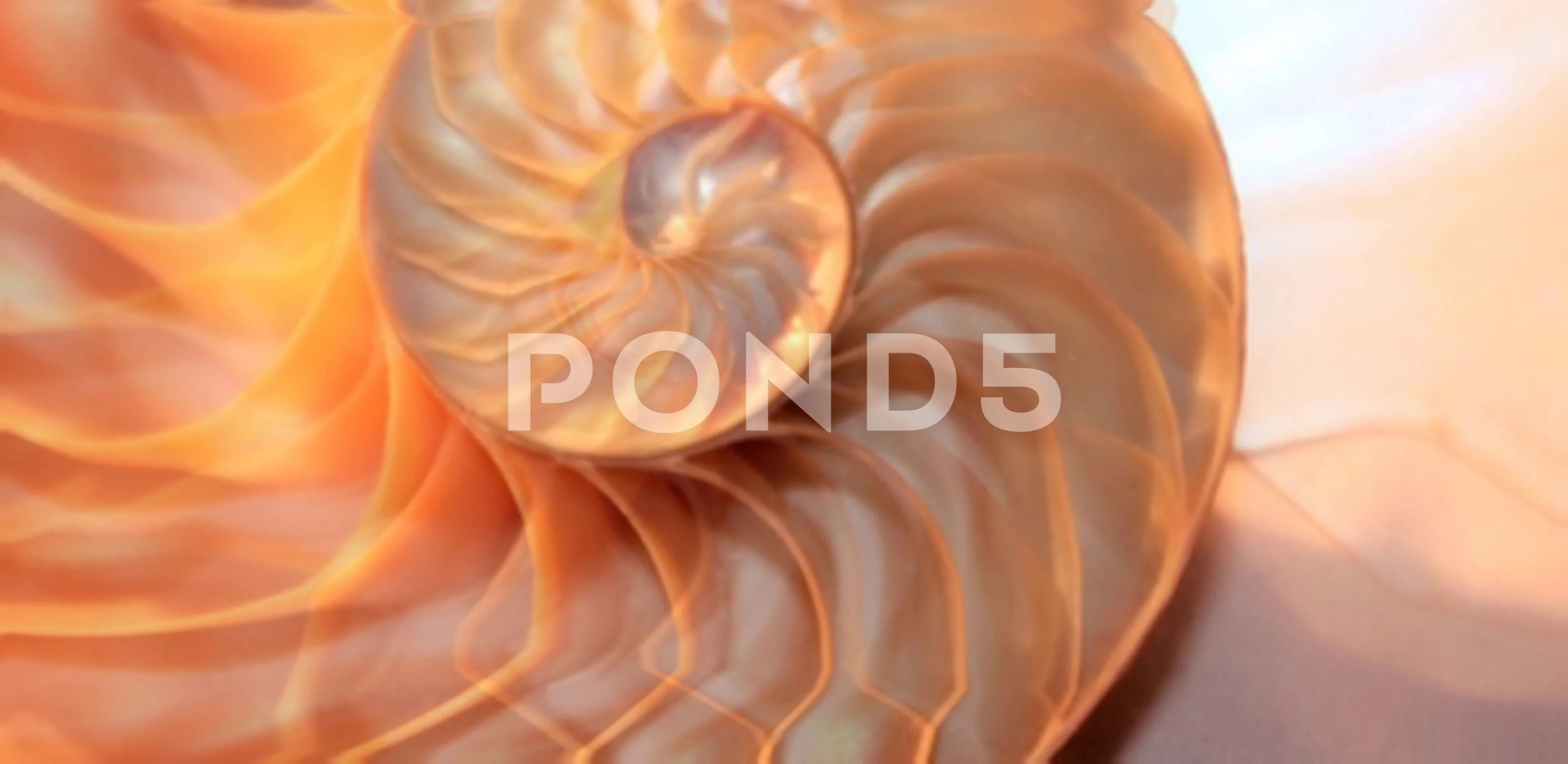 shell nautilus Fibonacci golden ratio sy... | Stock Video | Pond5