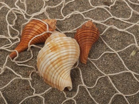 Shell in the net Stock Photos