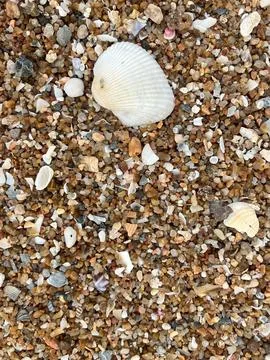 Shell onthe beach Stock Photos