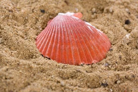 Shell on orange beachsand Stock Photos