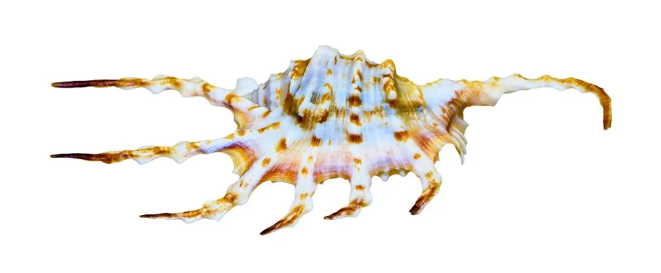 Shell of the Orange Spider Conch or Lambis crocata Stock Photos