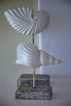 Shell Ornament. Isolated Stock Photos