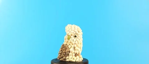 Shell Owl Spins In A Circle Video stock 304428021