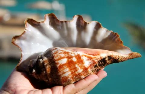 Shell on the palmar Stock Photos