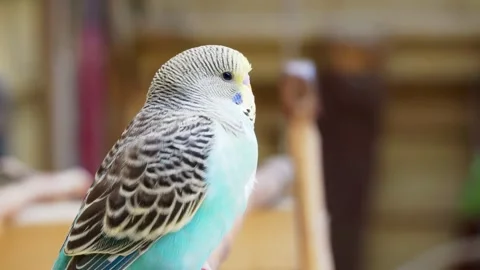 Shell parrot budgie parakeet on a branch. Stock Footage 243097479