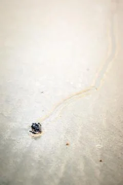 Shell with path Stock Photos