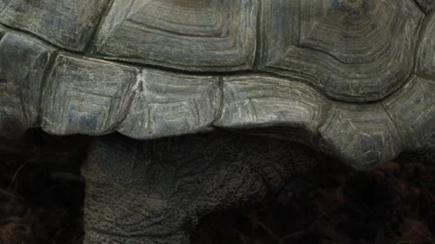 Shell pattern and foot close up of Aldabra Giant Tortoise in captivity, Stock Footage 258995510