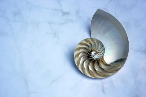 Shell pearl nautilus Fibonacci section spiral pearl symmetry half cross golden  Stock Photos