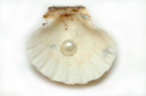 Shell with pearl Stock Photos