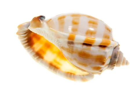 Shell Stock Photos