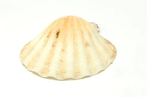 Shell Stock Photos