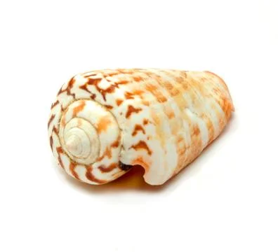 Shell Stock Photos