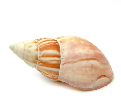 Shell Stock Photos