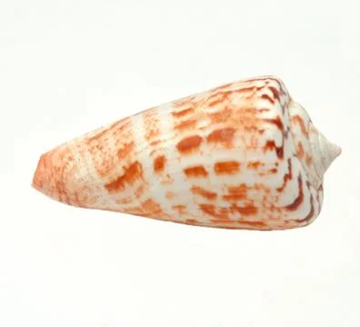 Shell Stock Photos