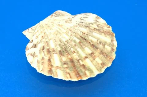 Shell Stock Photos