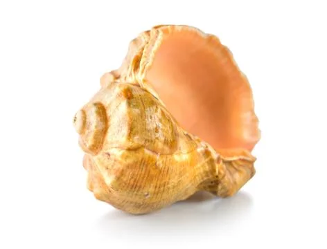 Shell Foto stock