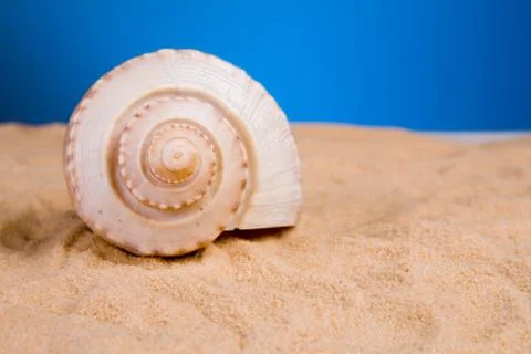 Shell Foto stock