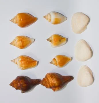 Shell Stock Photos