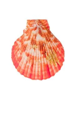 Shell Stock Photos