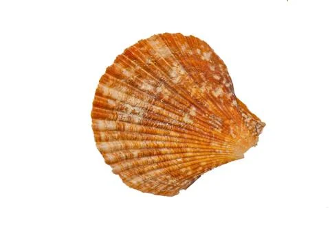 Shell Stock Photos