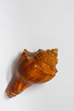 Shell Stock Photos