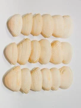 Shell Stock Photos