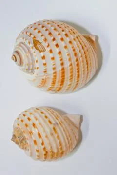 Shell Stock Photos
