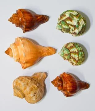 Shell Stock Photos