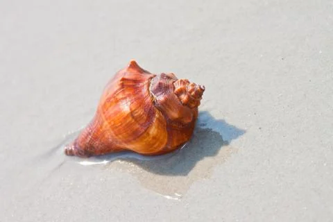 Shell Stock Photos