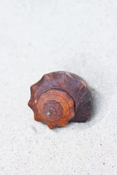 Shell Stock Photos