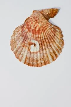 Shell Stock Photos