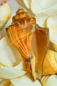 Shell Stock Photos