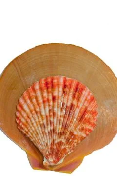Shell Stock Photos